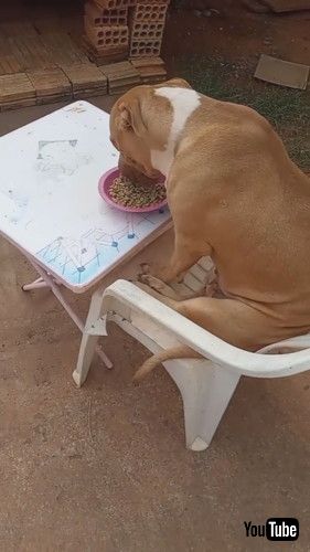 uPolite Pup Eats at Tiny Table || ViralHogv