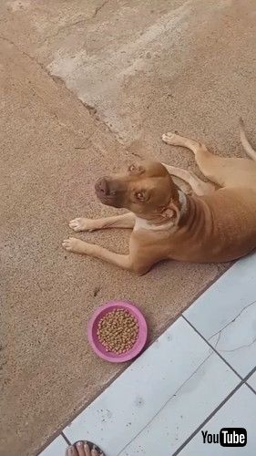 uPolite Pup Eats at Tiny Table || ViralHogv