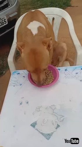 uPolite Pup Eats at Tiny Table || ViralHogv