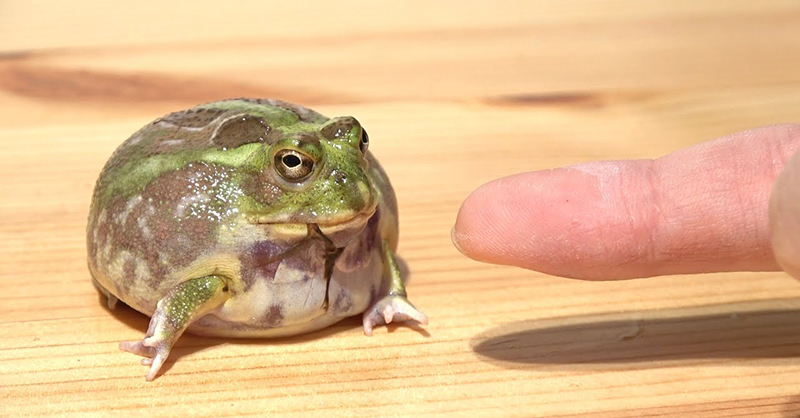 1カ月に2回しか会えない貴重なカエル むっちむちボディーに→「なんだこのかわいい生き物！」と絶賛の声（要約） - ねとらぼ