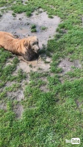 uThe Life Of A Muddy Golden || ViralHogv