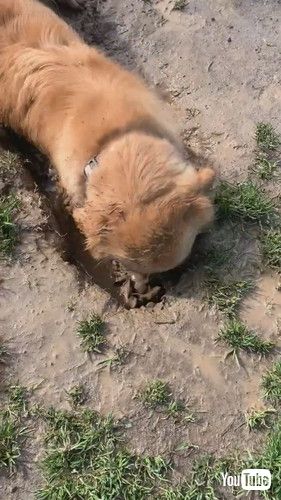 uThe Life Of A Muddy Golden || ViralHogv