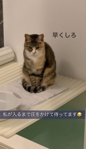 お風呂フタの上猫アップ