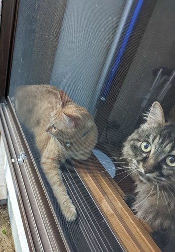 窓際に集合猫