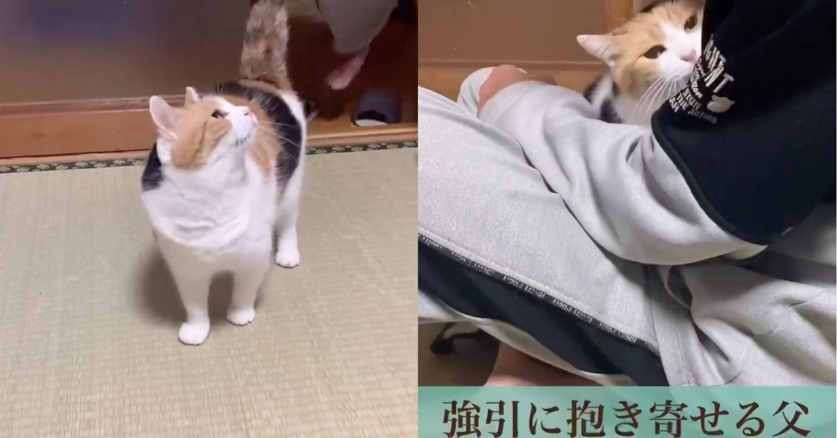 猫とお父さんが遊ぶ前にする恒例行事とは…… 62万回再生のうらやましい