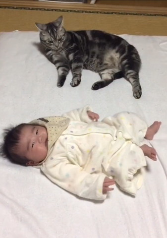 イカ耳猫と赤ちゃん