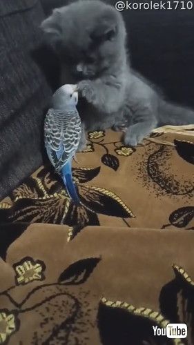 uBird and Kitten Become Friends || ViralHogv