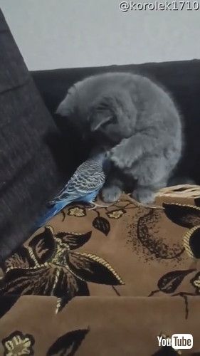 uBird and Kitten Become Friends || ViralHogv