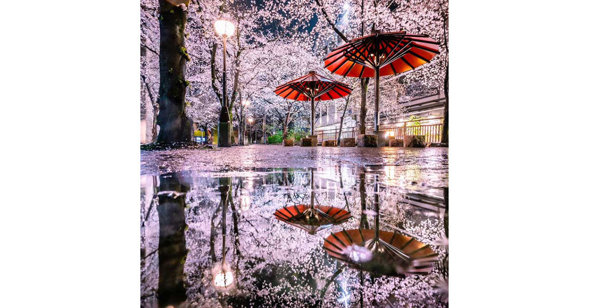 まるで「夢の世界」―― 京都の夜桜を写した幻想的で美しい一枚が“最強 