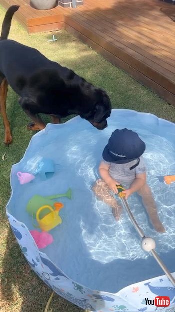息子のためにプールを出したら、デカワンコがやってきて…… 我が物顔で占拠する犬にジワジワくる【豪】（1/2 ページ） - ねとらぼ