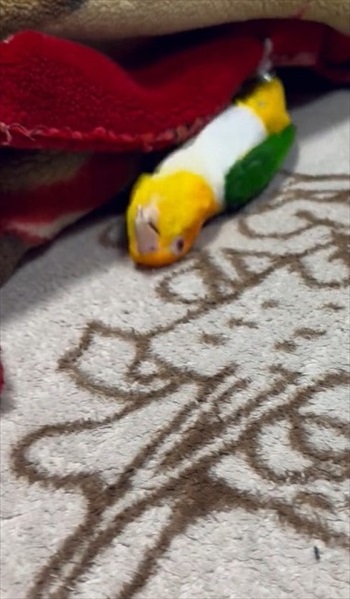 毛布に足をかけるインコ