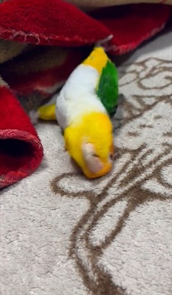 進むインコ