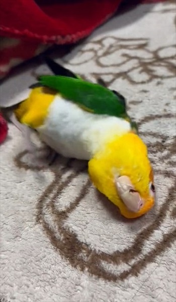 全身がみえたインコ