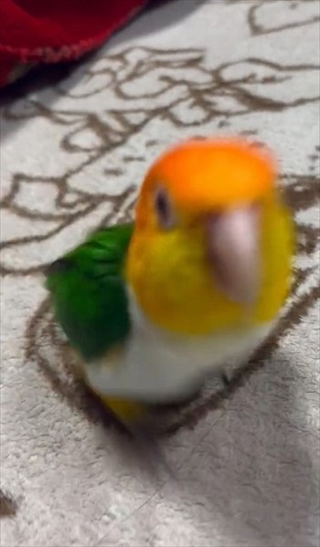 カメラに向かうインコ