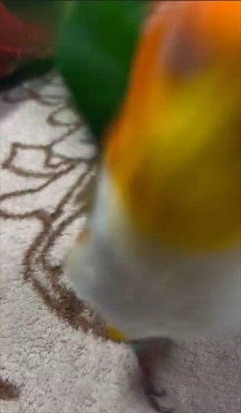 ぶつかったインコ