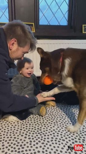 「Buddy The Dog Upstages Baby Max || ViralHog」