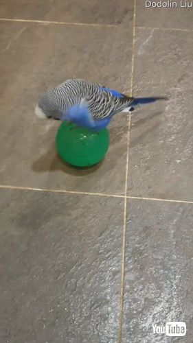 uBlue Bird Loves Balancing on Blue Ball || ViralHogv