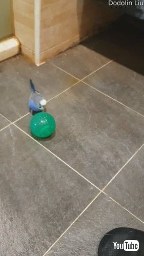 uBlue Bird Loves Balancing on Blue Ball || ViralHogv