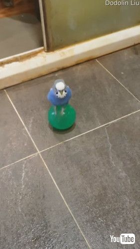 uBlue Bird Loves Balancing on Blue Ball || ViralHogv