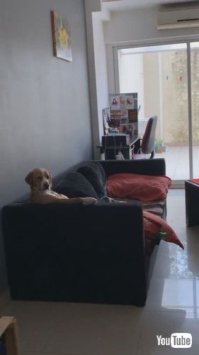 「Dog Lounges on Couch to Watch TV || ViralHog」
