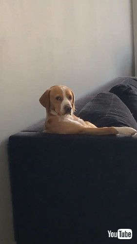 「Dog Lounges on Couch to Watch TV || ViralHog」