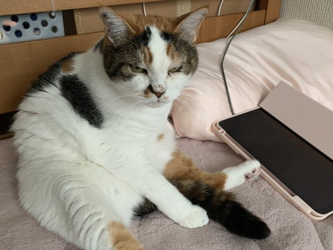 iPadと猫