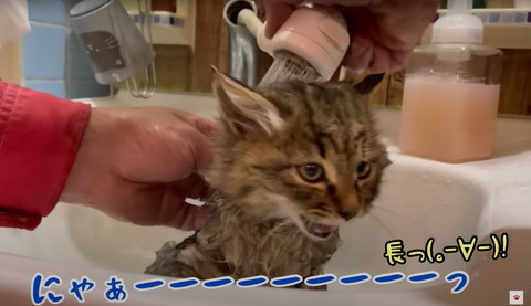 お風呂入る子猫