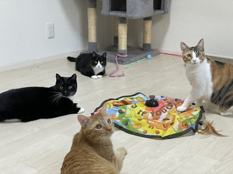遊んでる猫4匹