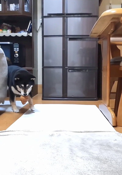 クロワッサンを運ぶ犬