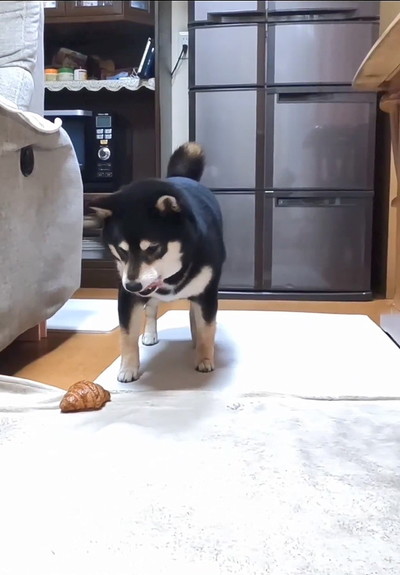 舌を出す犬