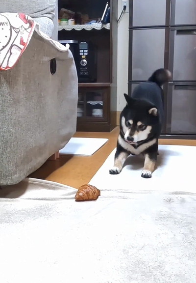 座りかける犬