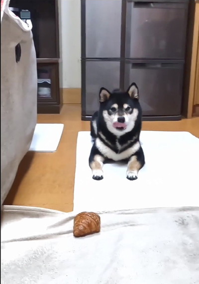 舌を出す犬