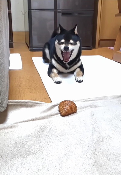 あくびをする犬