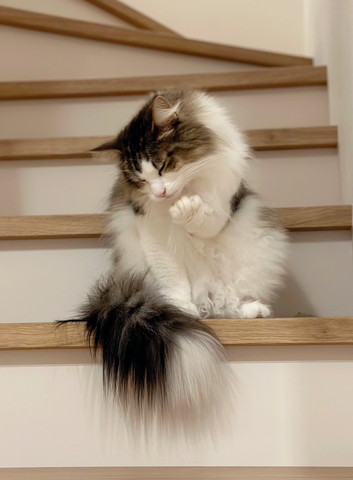 階段で毛づくろい猫