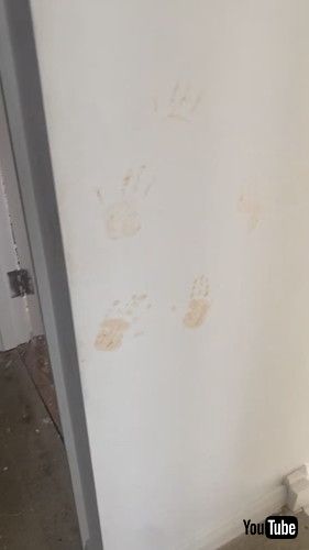 uDog Definitely Made Those Handprints || ViralHogv