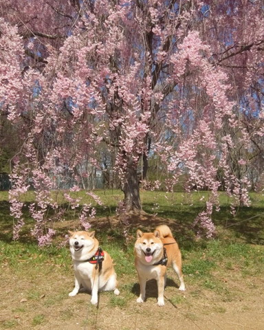 桜の下にワンコ2匹