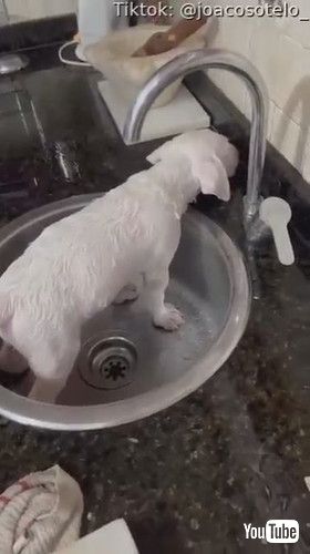 「Pup Falls Asleep During Bath Time || ViralHog」