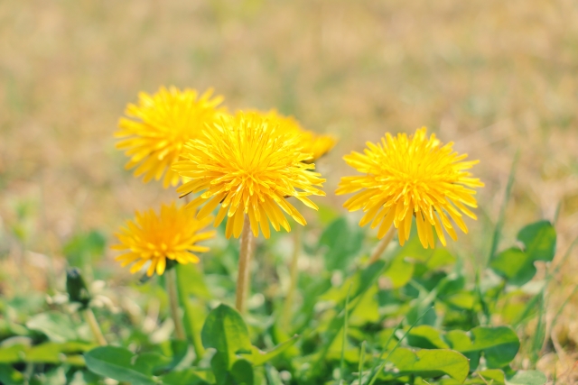 タンポポでも花粉症になるってホント？ 身近なのにめったに発症