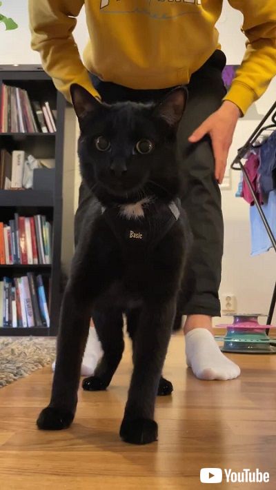 ハーネスを装着した黒猫