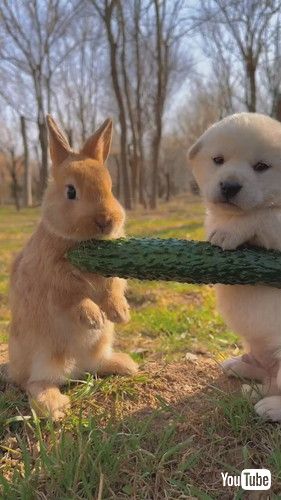 uRabbit Chomps on Veggies Next to Puppy || ViralHogv