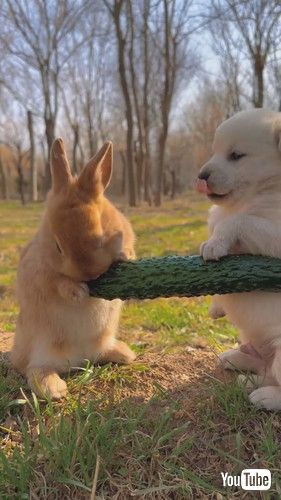 uRabbit Chomps on Veggies Next to Puppy || ViralHogv