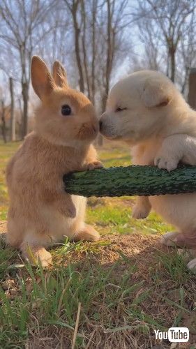 uRabbit Chomps on Veggies Next to Puppy || ViralHogv