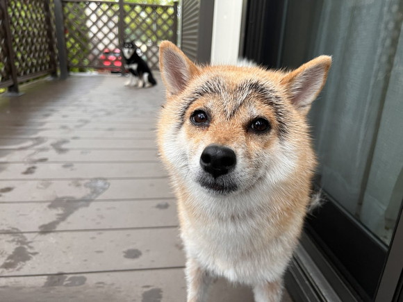 顔にくっきりとしたハートが現れた柴犬さん 「幸せを運んでくれそう