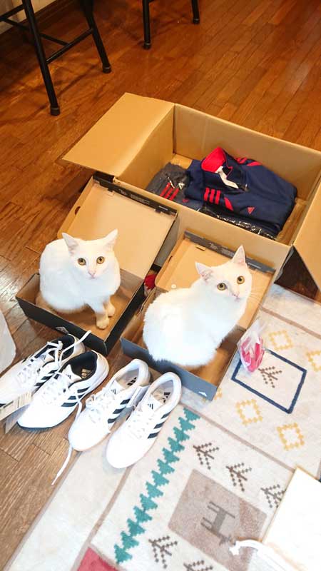 靴の箱に入る猫