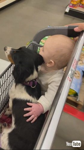 uDachshund and Baby Are Best Buds || ViralHogv