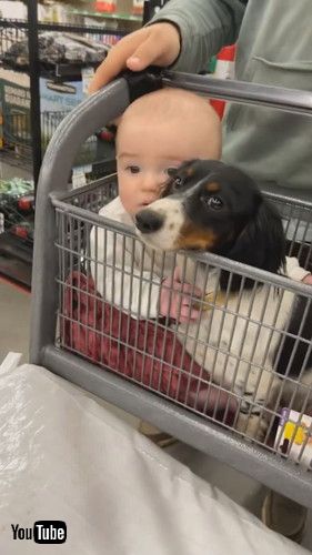 uDachshund and Baby Are Best Buds || ViralHogv