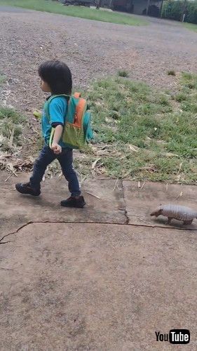 uArmadillo Plays Follow The Leader With Little Lad || ViralHogv