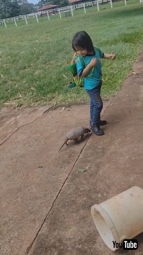 uArmadillo Plays Follow The Leader With Little Lad || ViralHogv