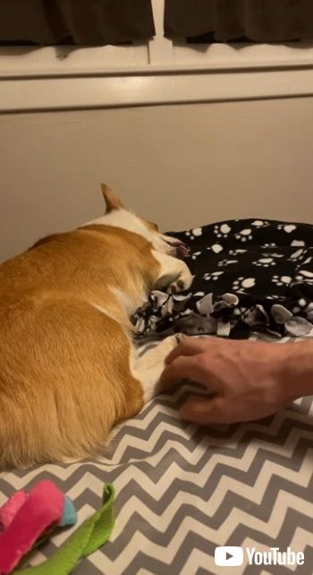 uTrice the Corgi Tongue Out Wake Up || ViralHogv