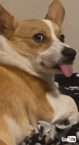 uTrice the Corgi Tongue Out Wake Up || ViralHogv